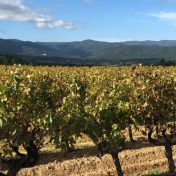 cogolin vignes