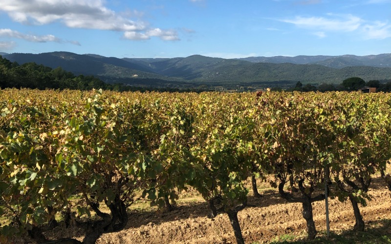 cogolin vignes