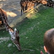 girafes