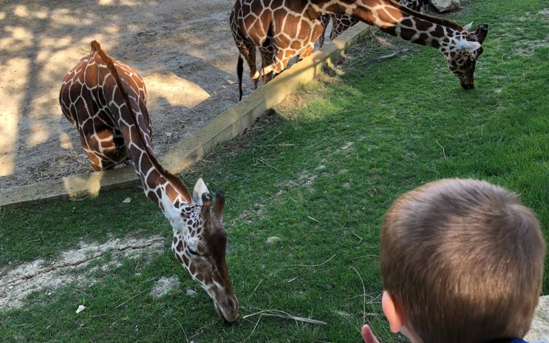 girafes